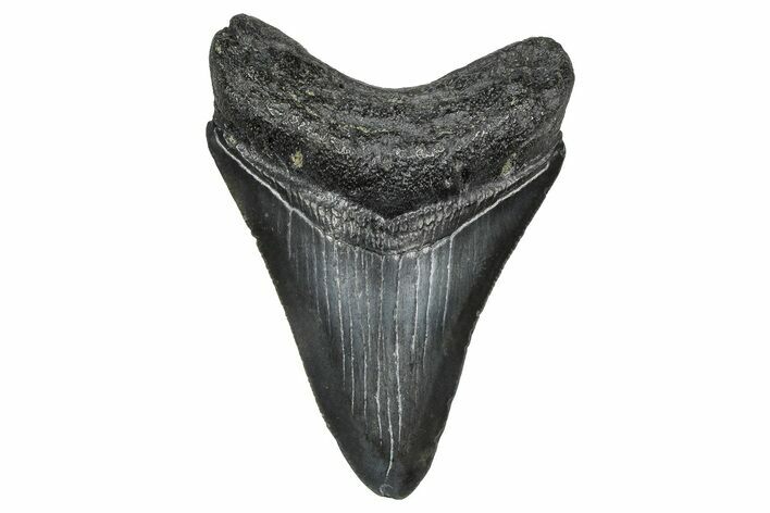 Serrated, Juvenile Megalodon Tooth - South Carolina #374235